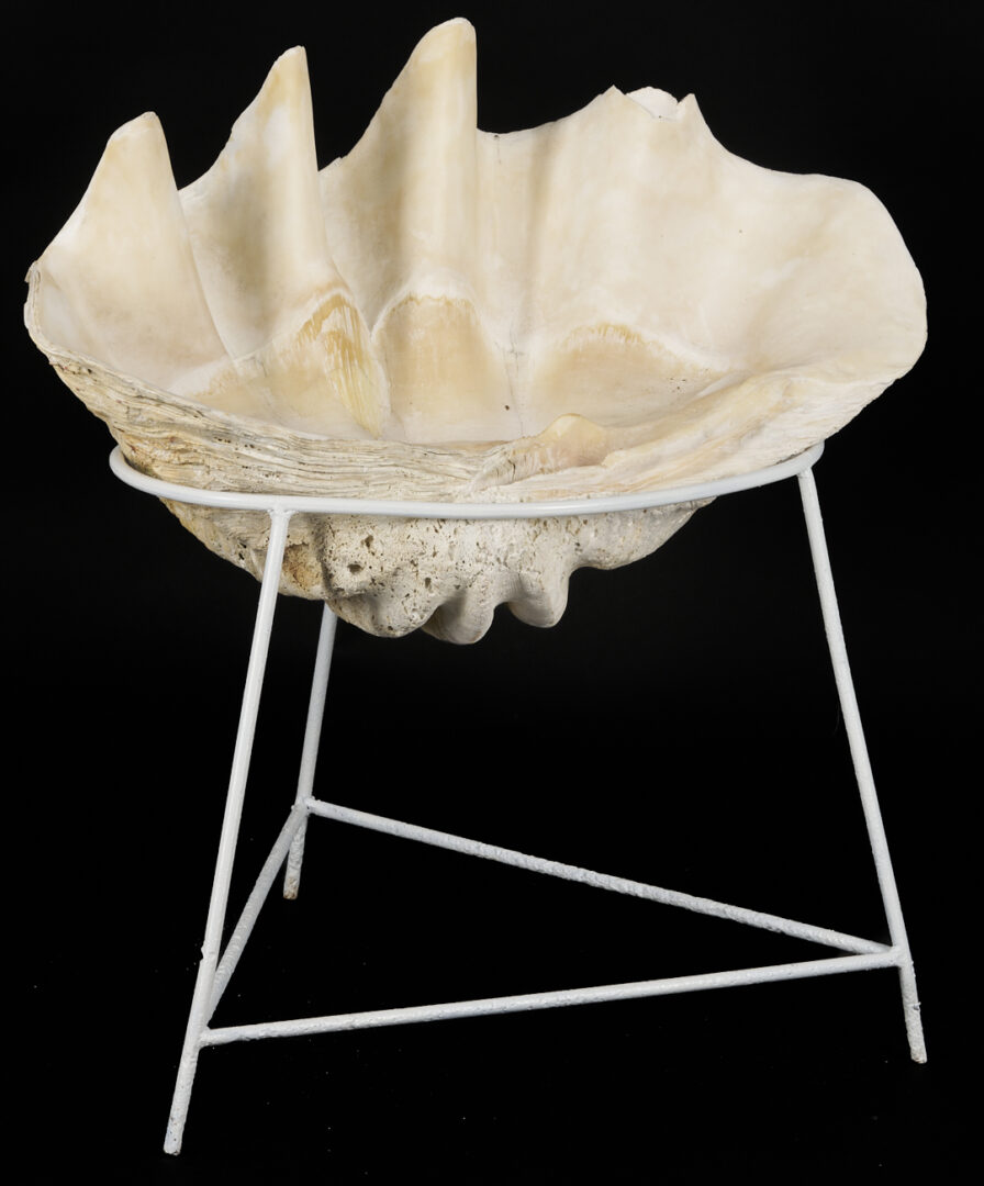 Lot 1077: Giant South Pacific Natural Clam Shell w/ Stand