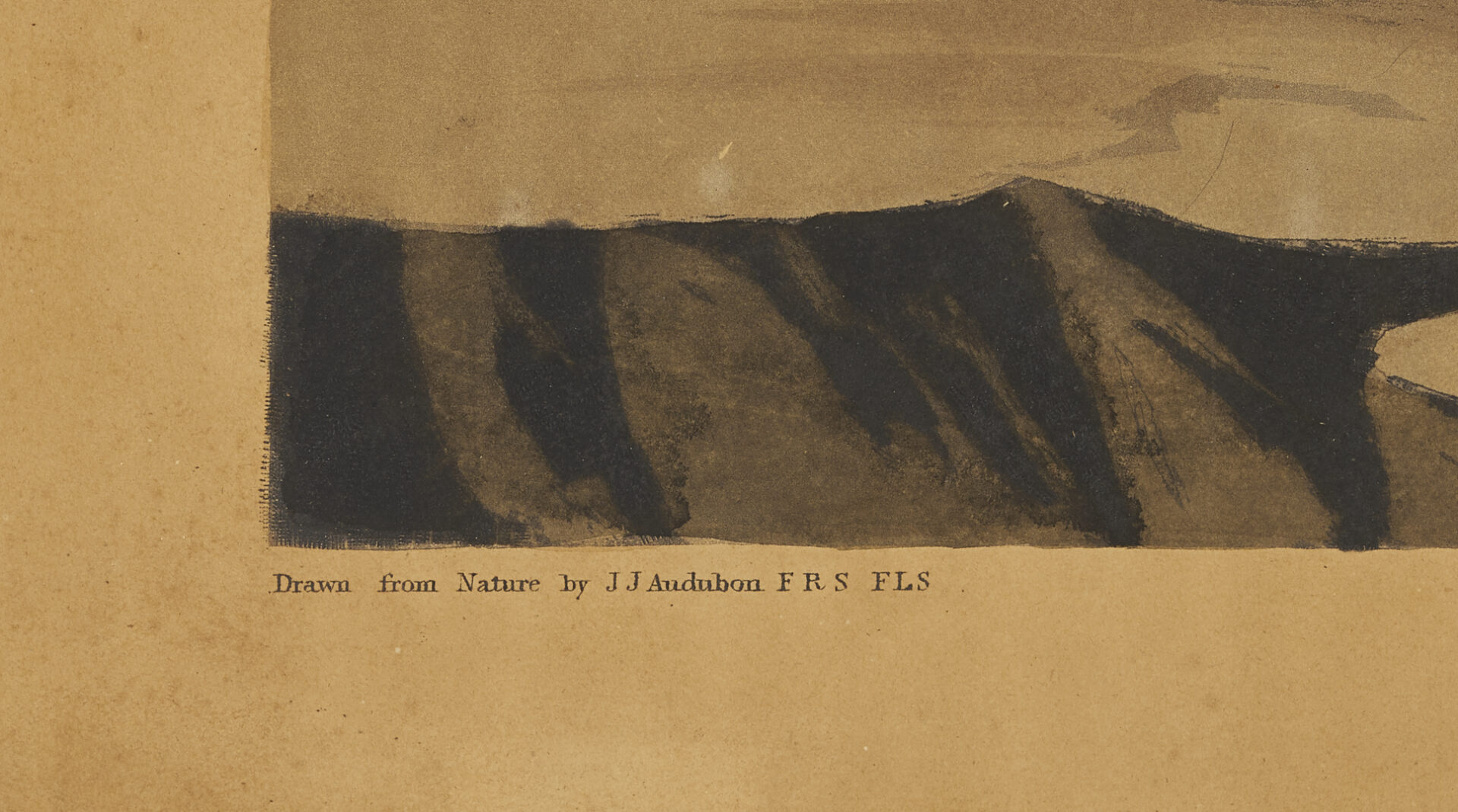 Lot 542: Audubon c. 1835 Birds of America Common Cormorant, Havell Edition