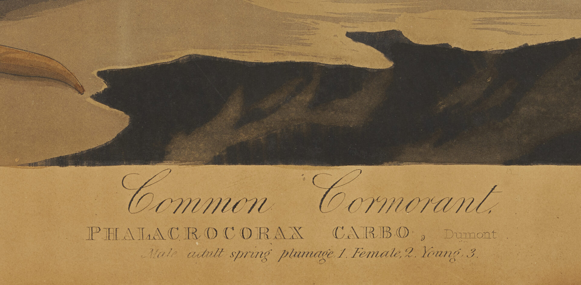 Lot 542: Audubon c. 1835 Birds of America Common Cormorant, Havell Edition