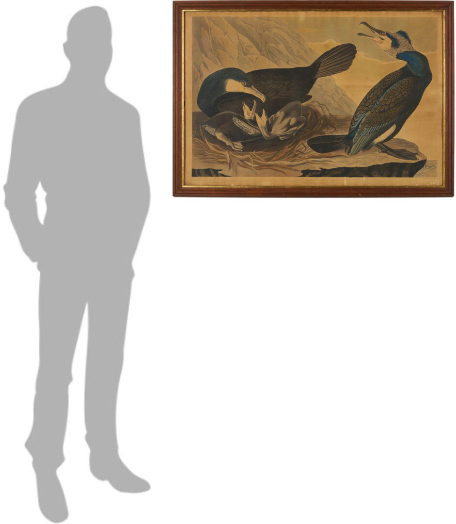 Lot 542: Audubon c. 1835 Birds of America Common Cormorant, Havell Edition