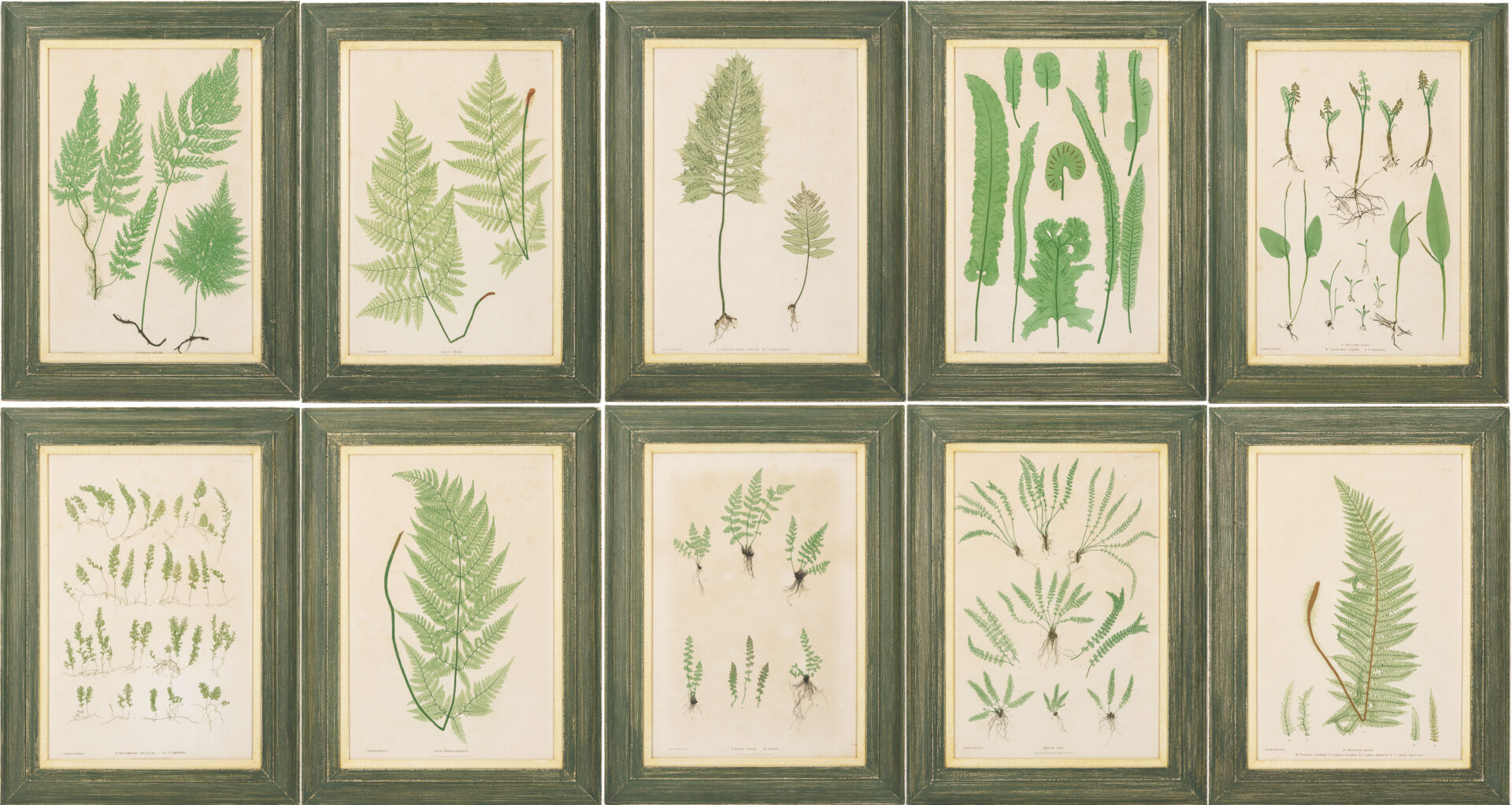 Lot 543: 10 Framed English Fern Prints by Bradbury & Evans