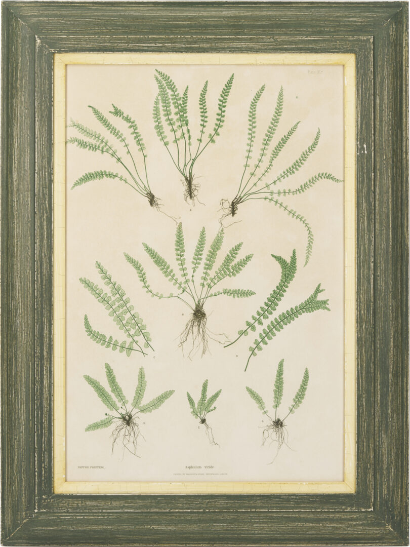 Lot 543: 10 Framed English Fern Prints by Bradbury & Evans