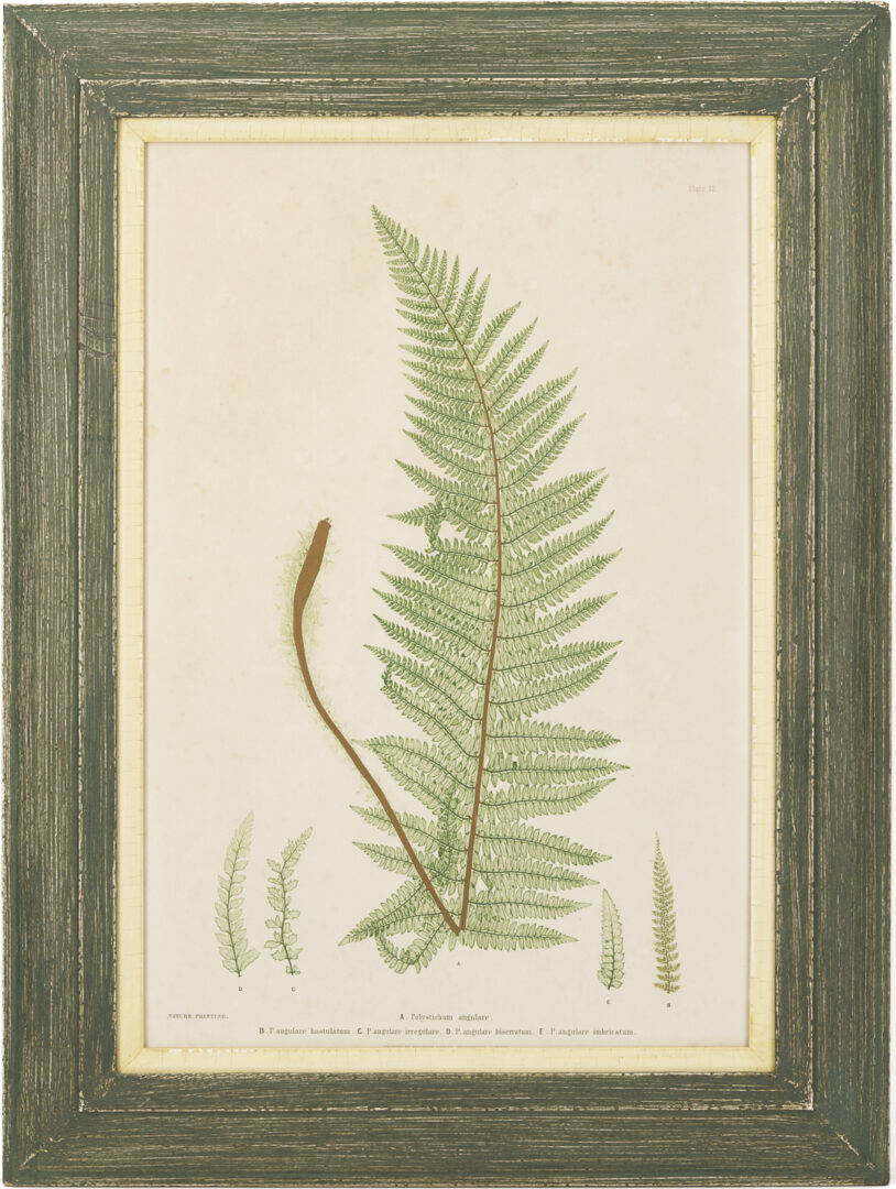 Lot 543: 10 Framed English Fern Prints by Bradbury & Evans
