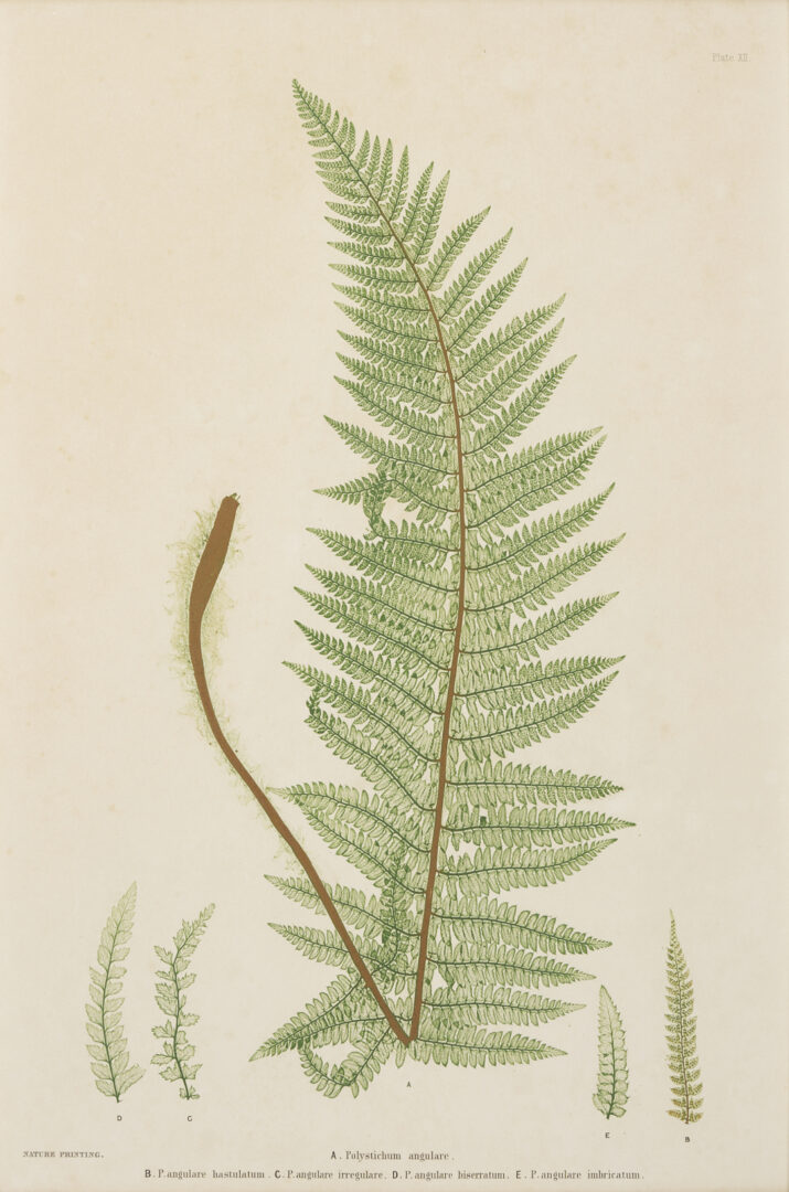 Lot 543: 10 Framed English Fern Prints by Bradbury & Evans
