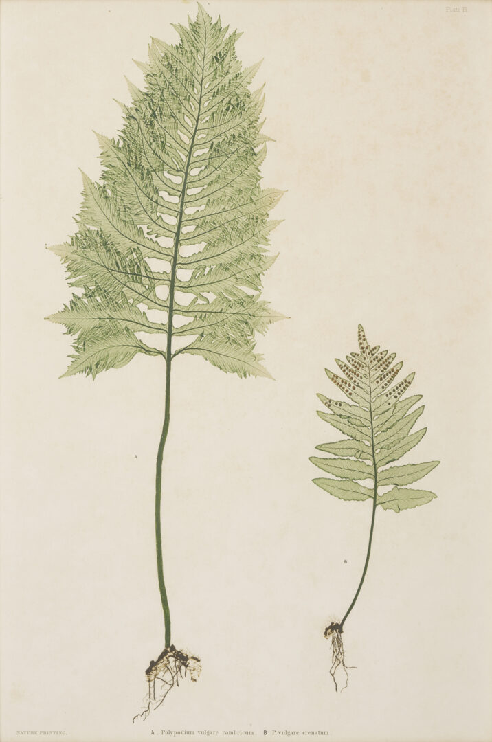 Lot 543: 10 Framed English Fern Prints by Bradbury & Evans