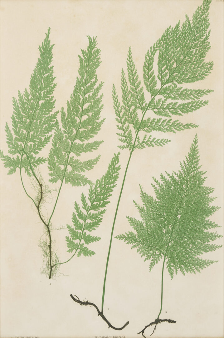 Lot 543: 10 Framed English Fern Prints by Bradbury & Evans