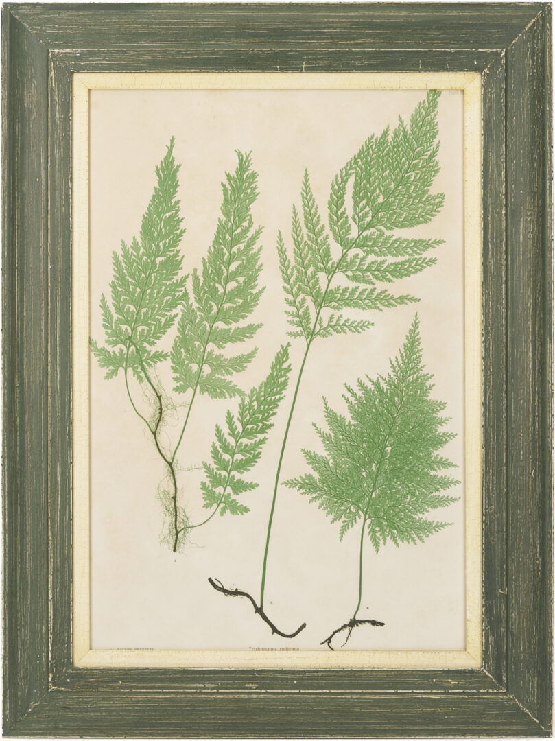 Lot 543: 10 Framed English Fern Prints by Bradbury & Evans
