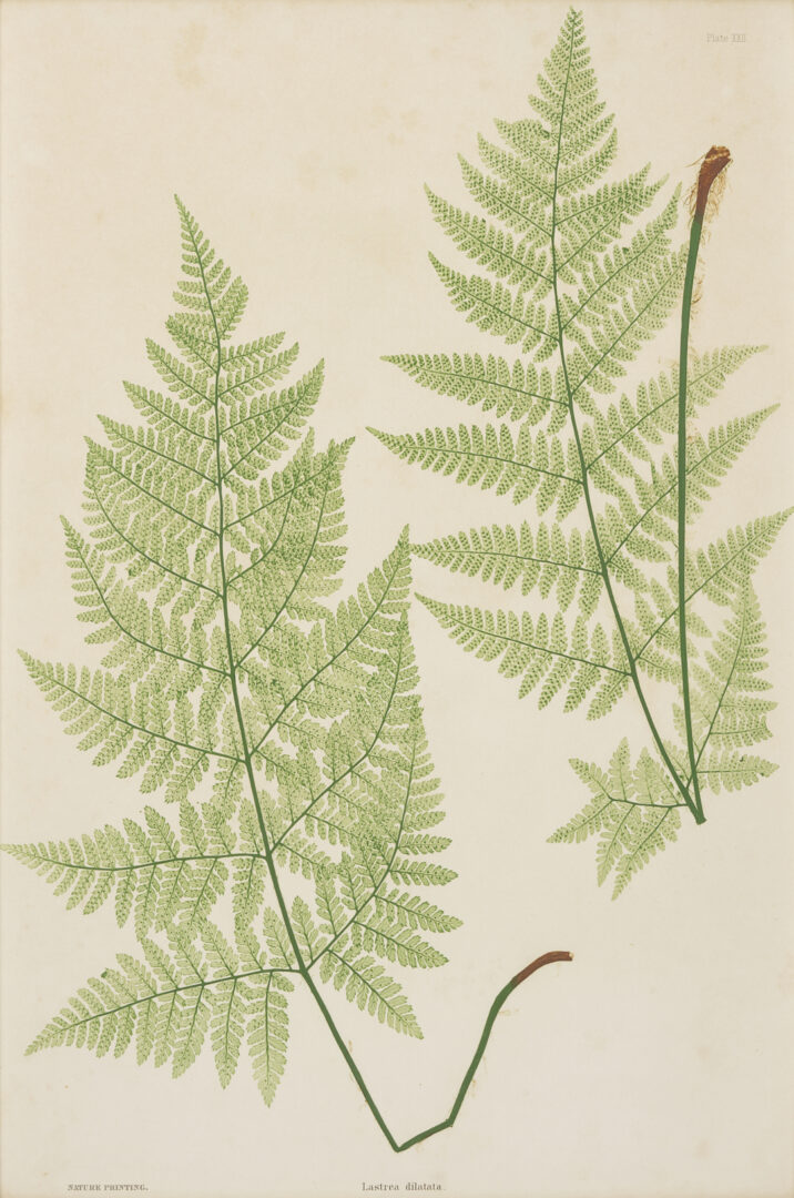 Lot 543: 10 Framed English Fern Prints by Bradbury & Evans