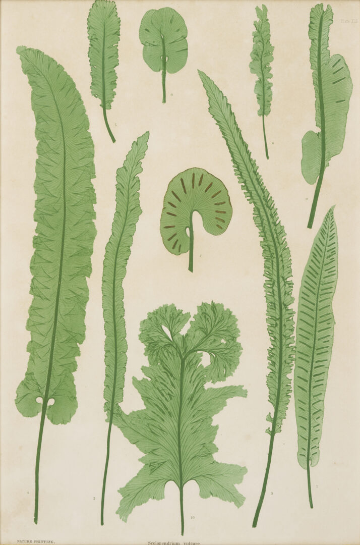 Lot 543: 10 Framed English Fern Prints by Bradbury & Evans