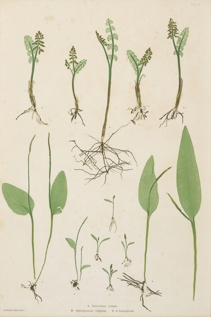 Lot 543: 10 Framed English Fern Prints by Bradbury & Evans