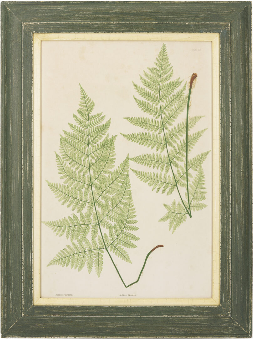 Lot 543: 10 Framed English Fern Prints by Bradbury & Evans