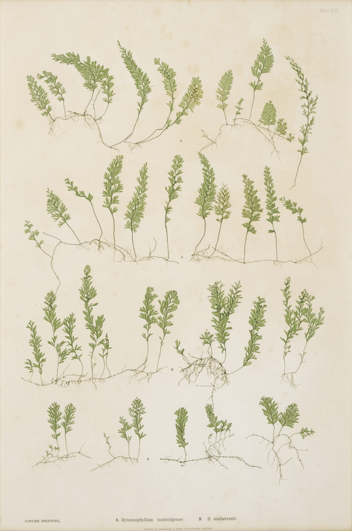 Lot 543: 10 Framed English Fern Prints by Bradbury & Evans