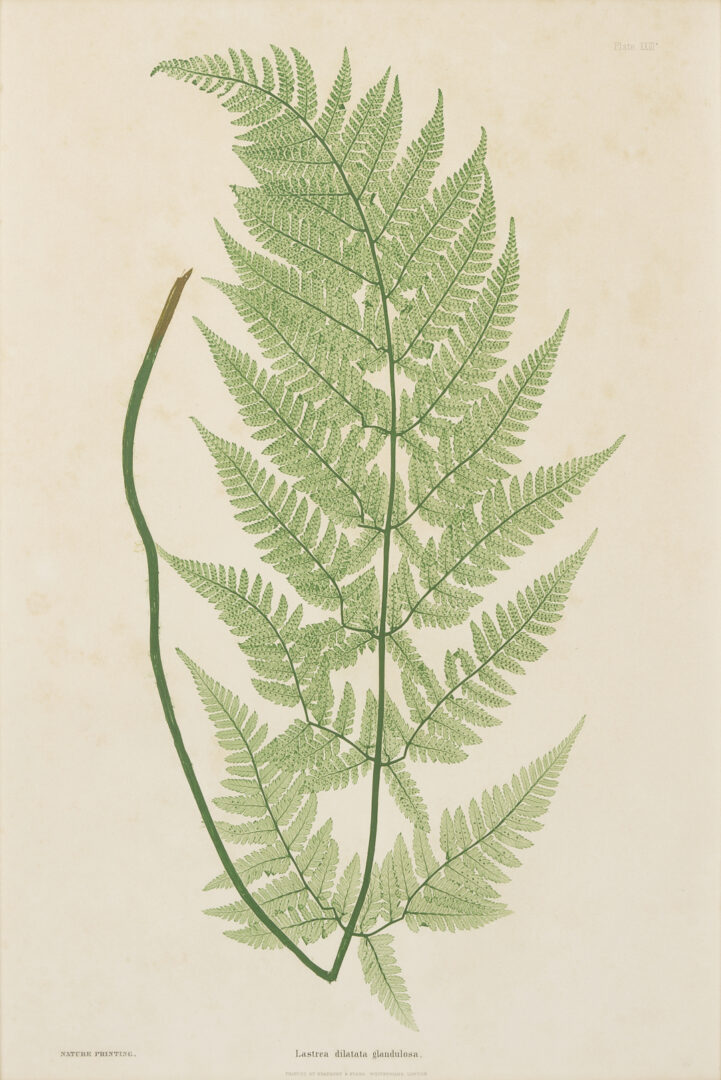 Lot 543: 10 Framed English Fern Prints by Bradbury & Evans