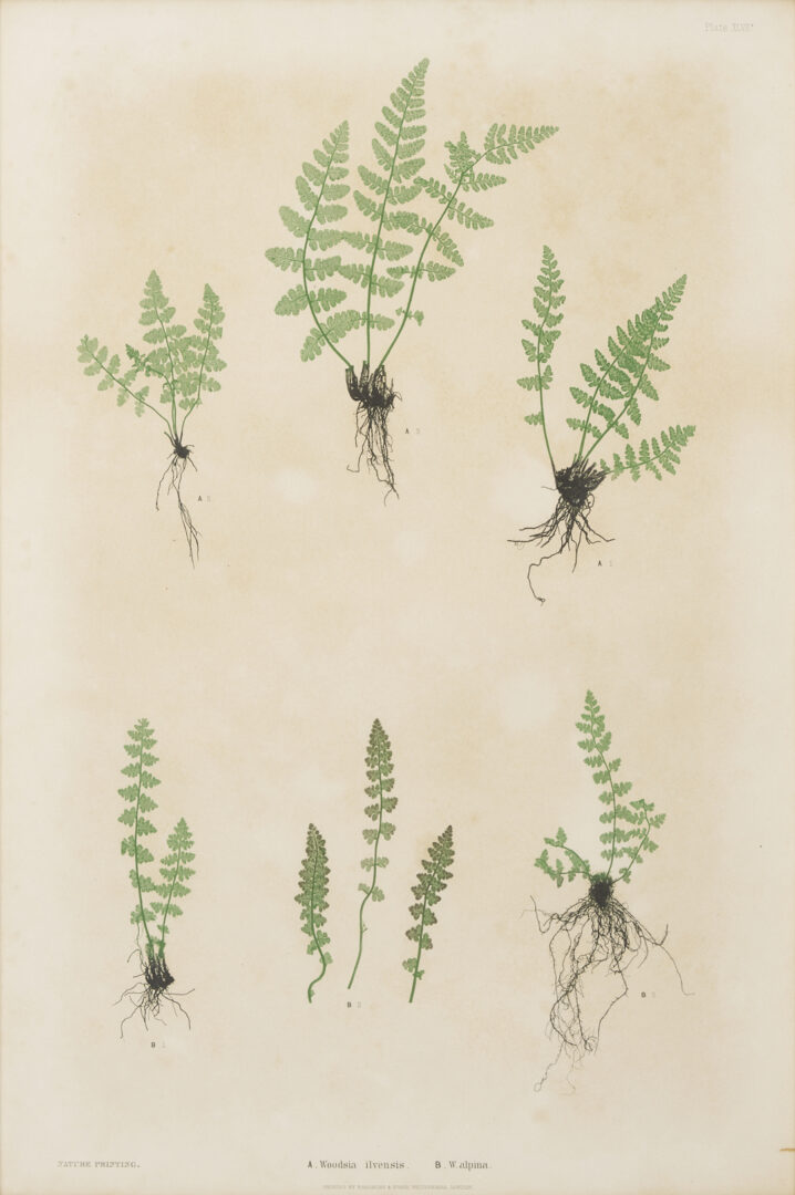 Lot 543: 10 Framed English Fern Prints by Bradbury & Evans
