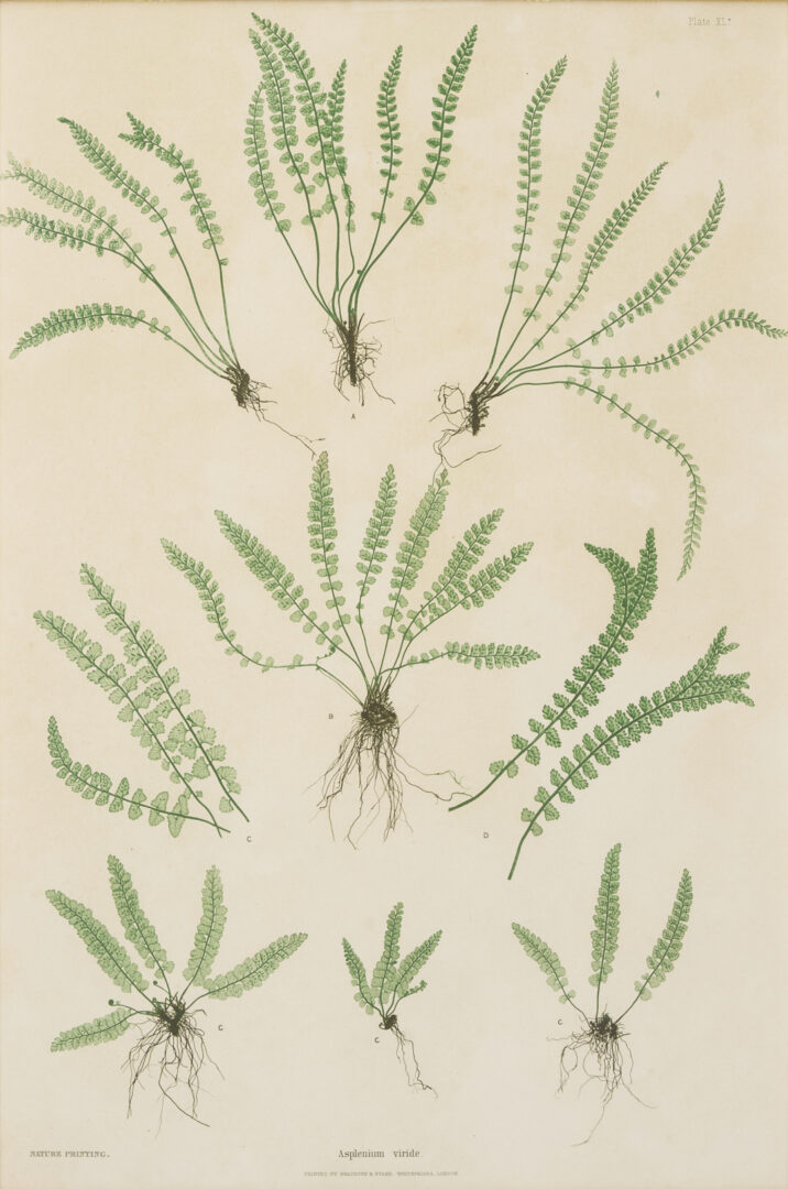 Lot 543: 10 Framed English Fern Prints by Bradbury & Evans