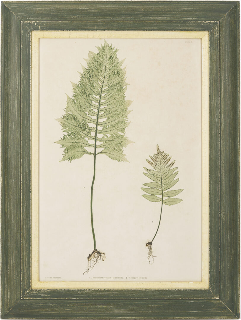 Lot 543: 10 Framed English Fern Prints by Bradbury & Evans