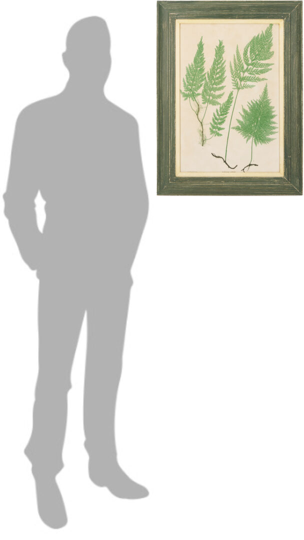 Lot 543: 10 Framed English Fern Prints by Bradbury & Evans