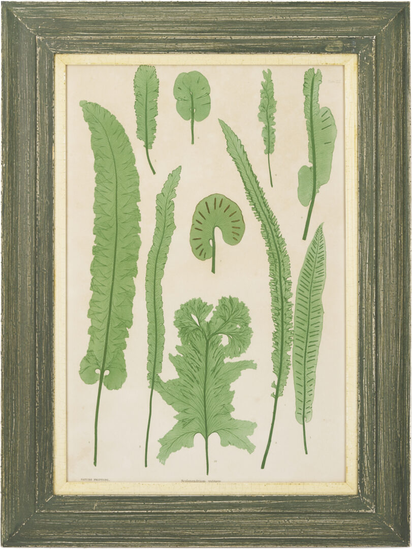 Lot 543: 10 Framed English Fern Prints by Bradbury & Evans