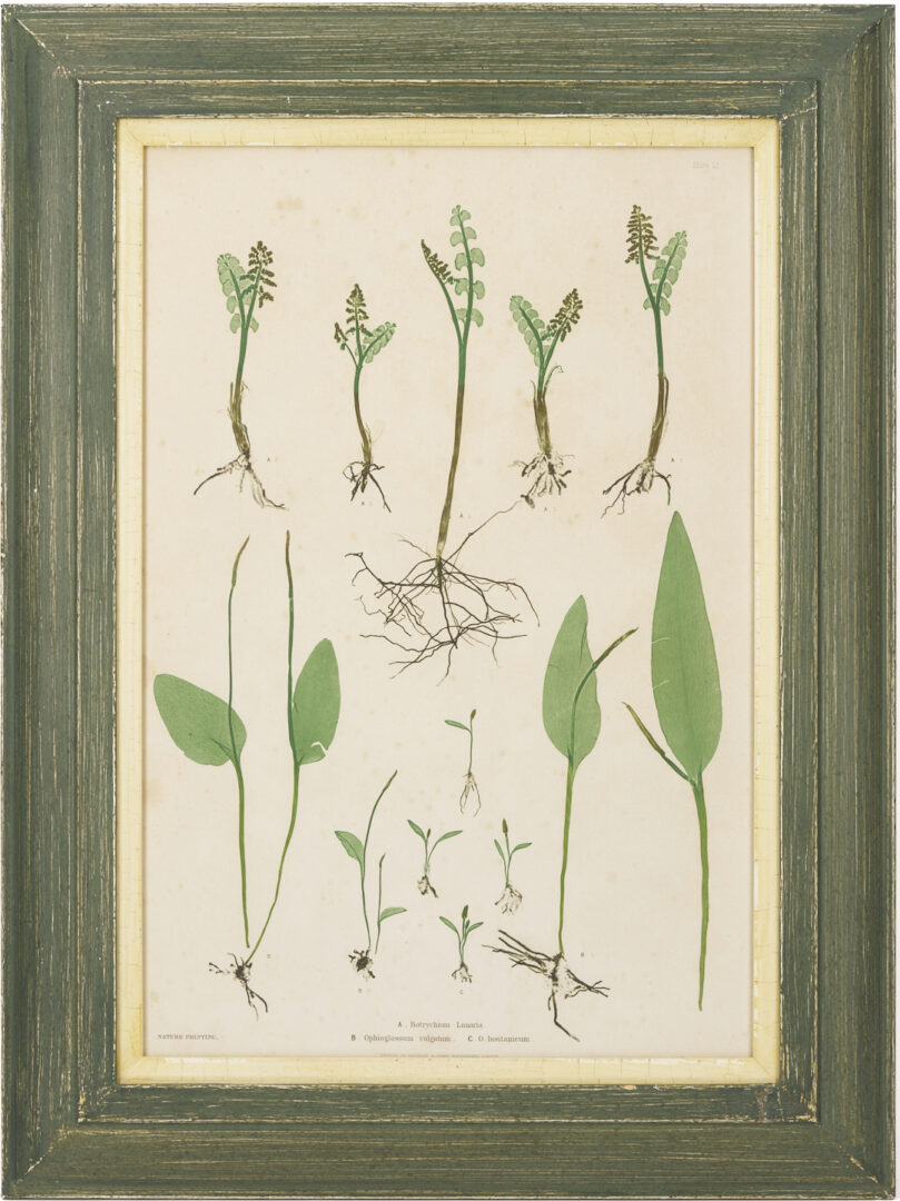 Lot 543: 10 Framed English Fern Prints by Bradbury & Evans