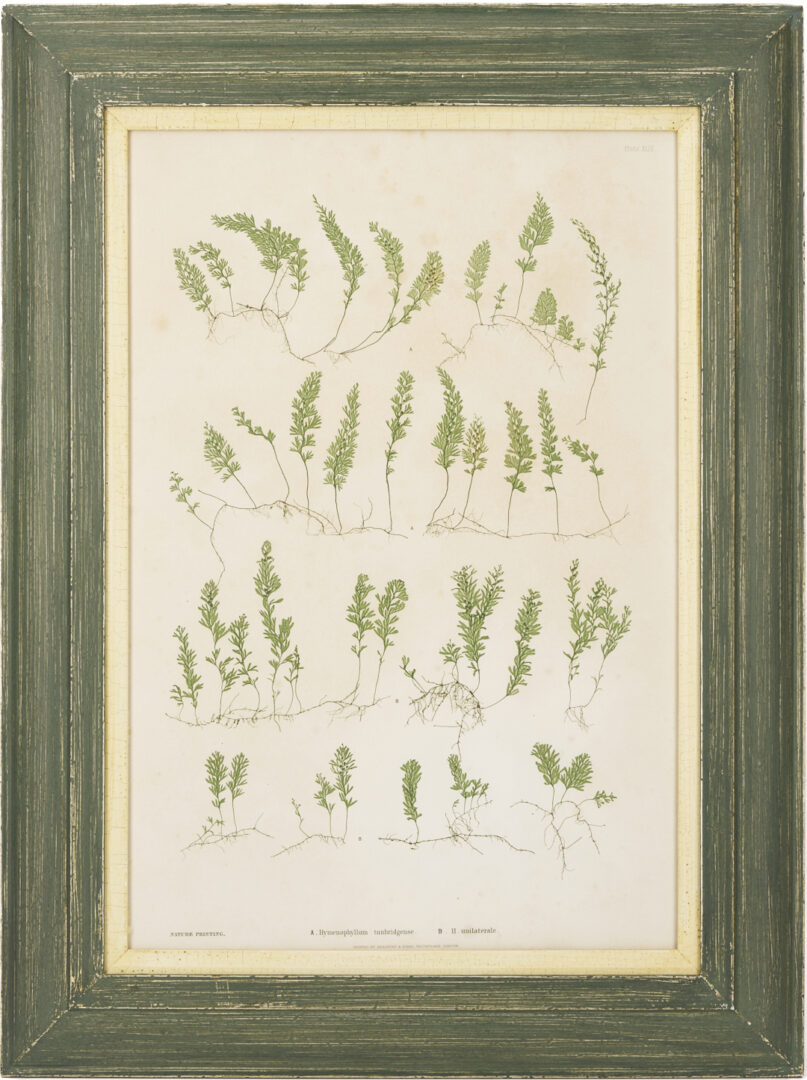 Lot 543: 10 Framed English Fern Prints by Bradbury & Evans