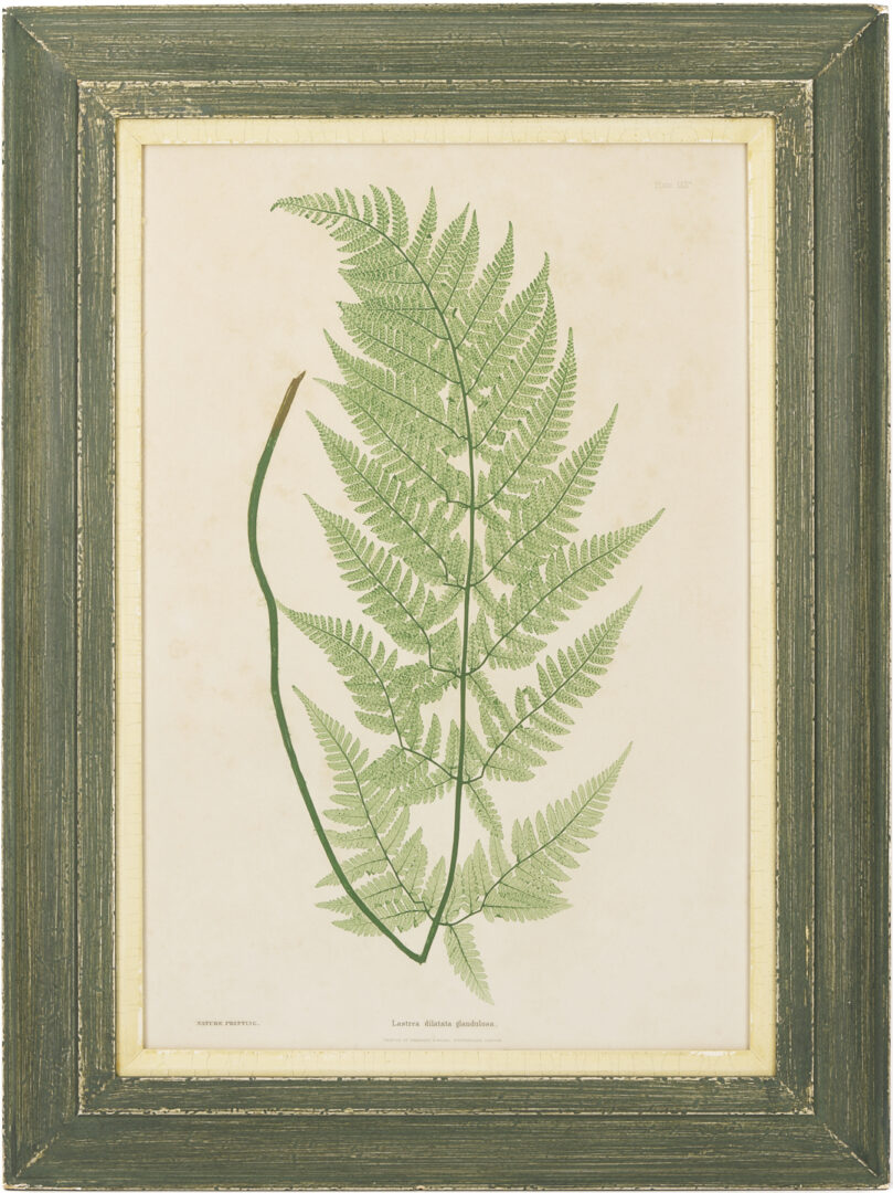 Lot 543: 10 Framed English Fern Prints by Bradbury & Evans