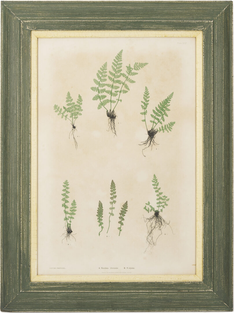 Lot 543: 10 Framed English Fern Prints by Bradbury & Evans