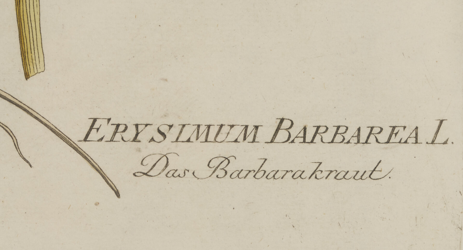 Lot 544: 4 Framed 18th C.  Botanical Prints, J. von Plenck