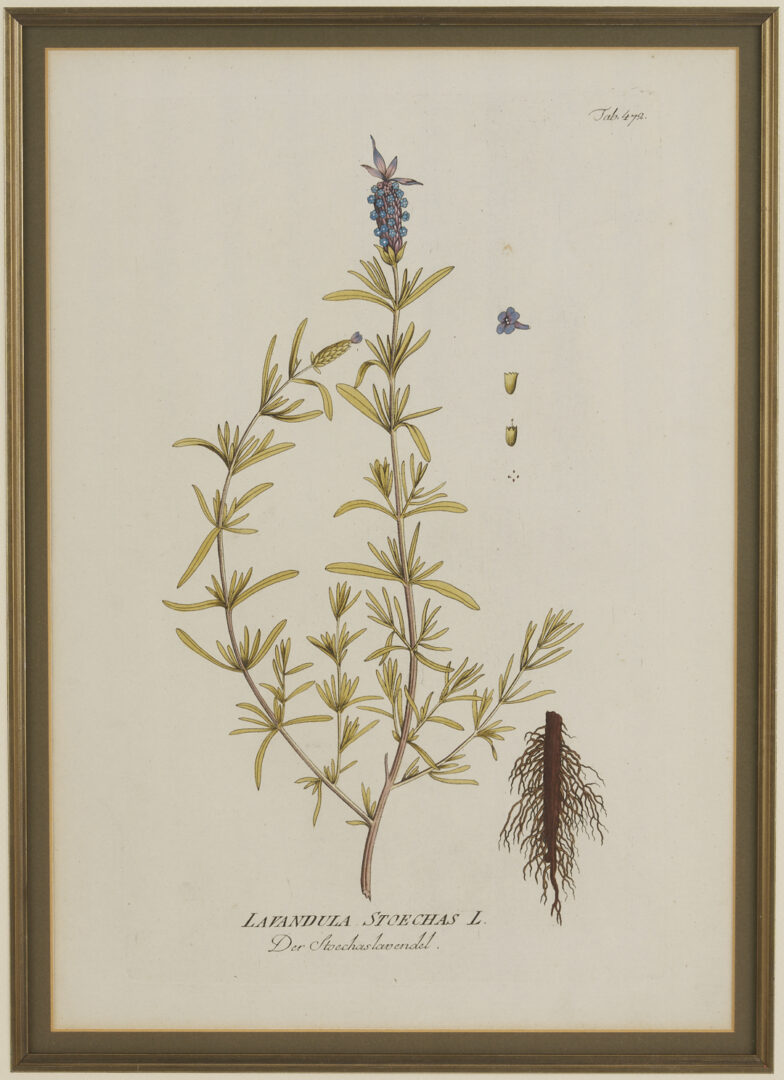 Lot 544: 4 Framed 18th C.  Botanical Prints, J. von Plenck