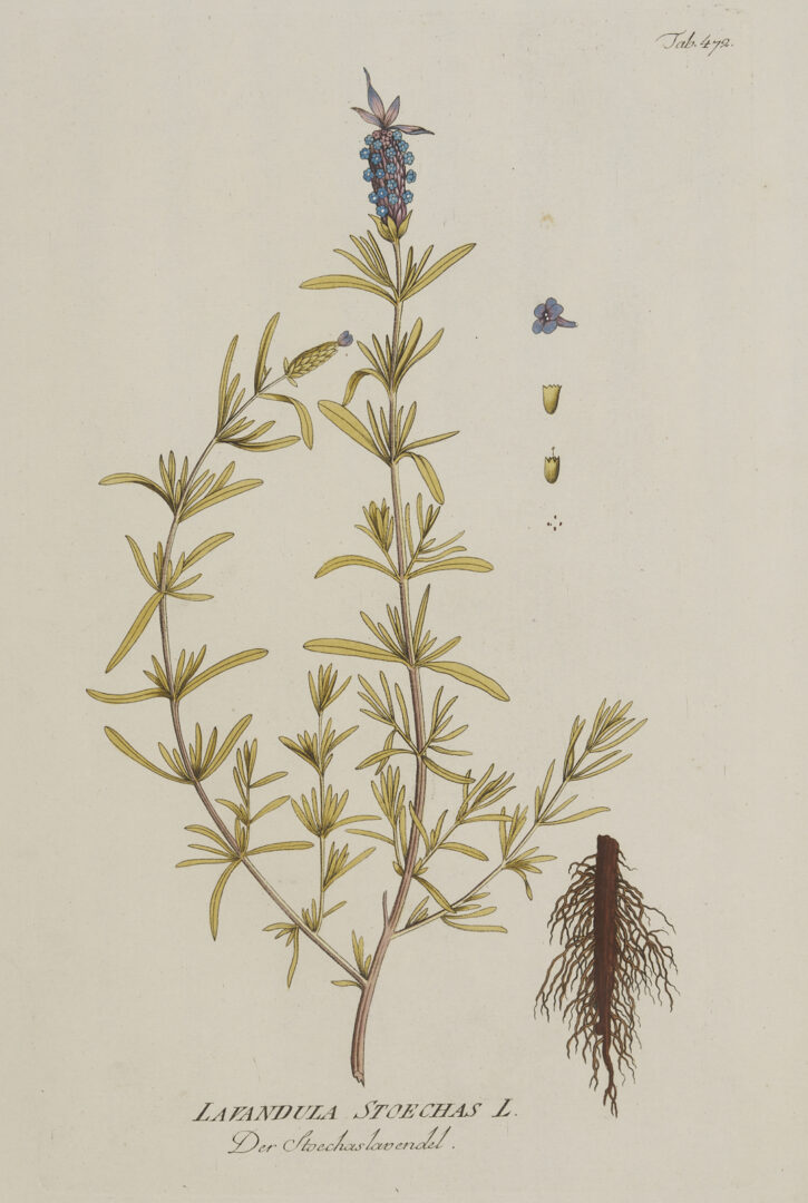 Lot 544: 4 Framed 18th C.  Botanical Prints, J. von Plenck