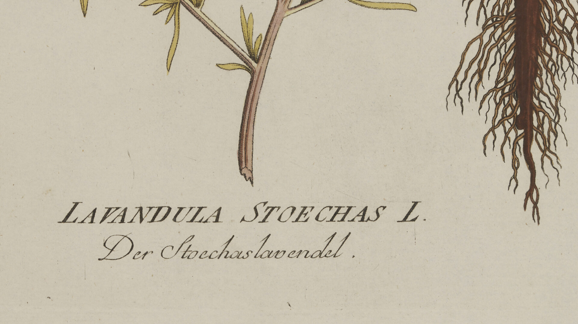 Lot 544: 4 Framed 18th C.  Botanical Prints, J. von Plenck