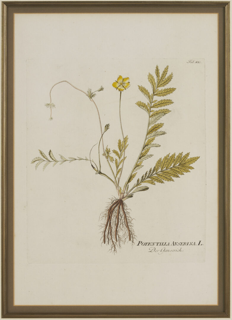 Lot 544: 4 Framed 18th C.  Botanical Prints, J. von Plenck