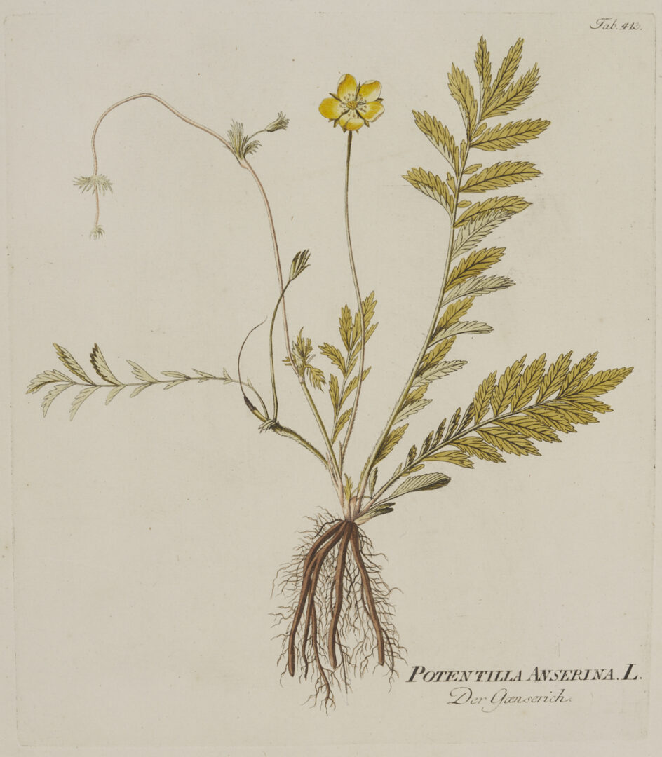 Lot 544: 4 Framed 18th C.  Botanical Prints, J. von Plenck