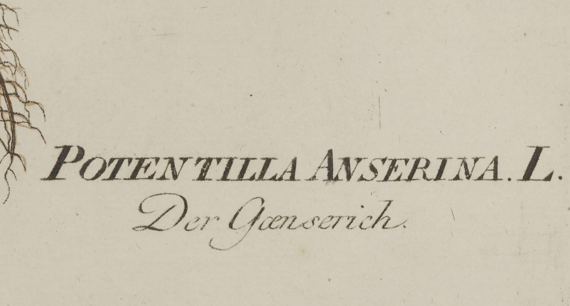 Lot 544: 4 Framed 18th C.  Botanical Prints, J. von Plenck