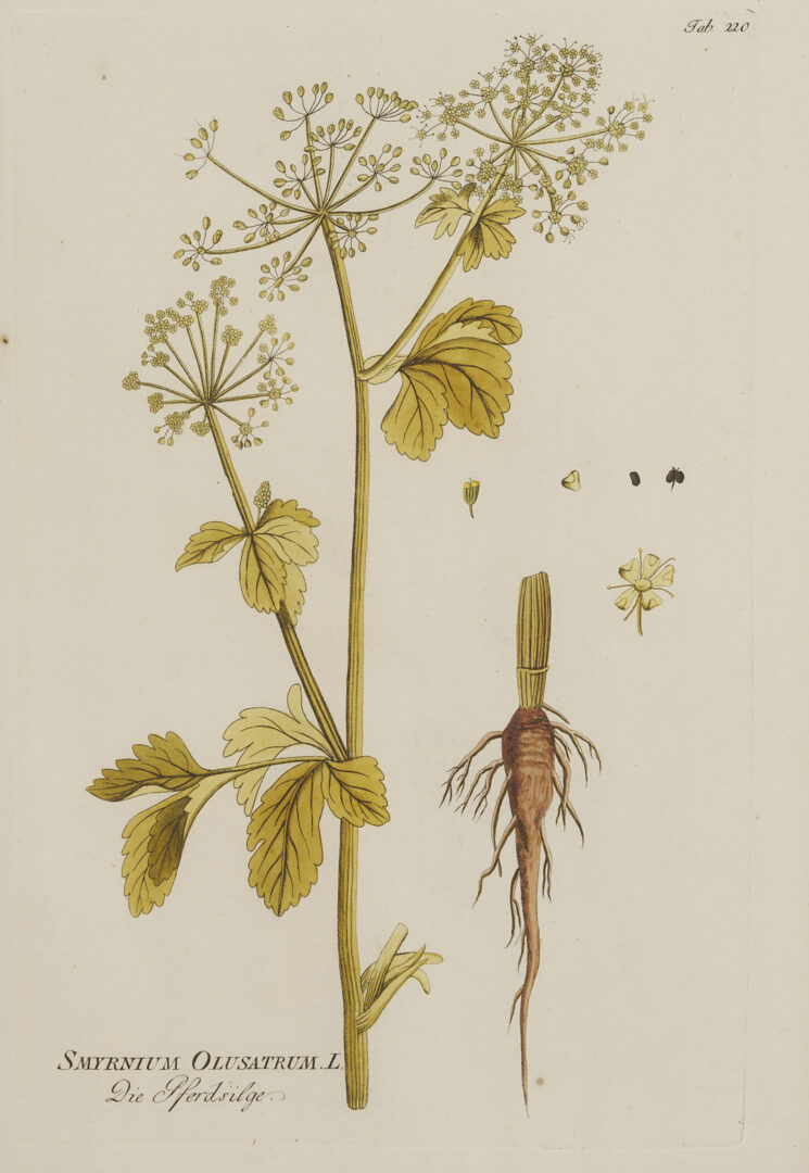 Lot 544: 4 Framed 18th C.  Botanical Prints, J. von Plenck