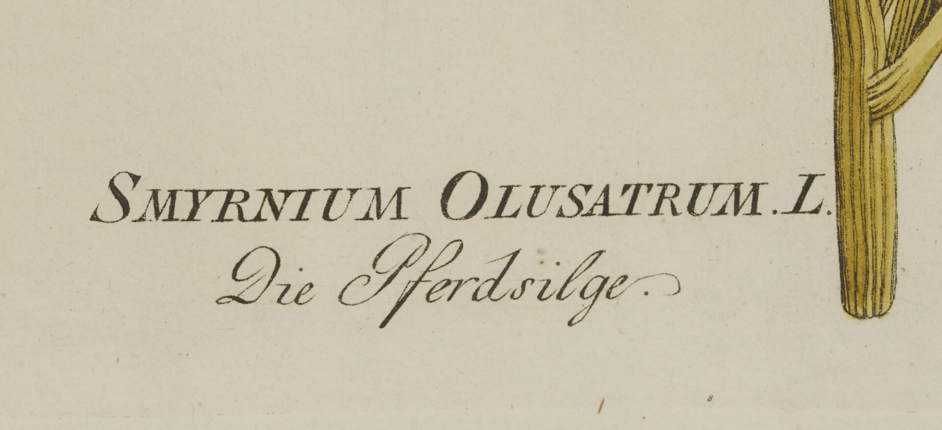 Lot 544: 4 Framed 18th C.  Botanical Prints, J. von Plenck