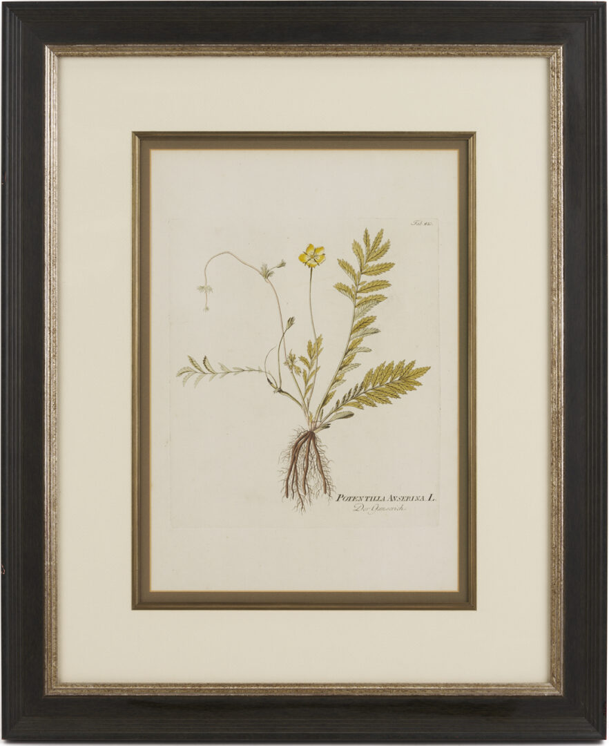 Lot 544: 4 Framed 18th C.  Botanical Prints, J. von Plenck