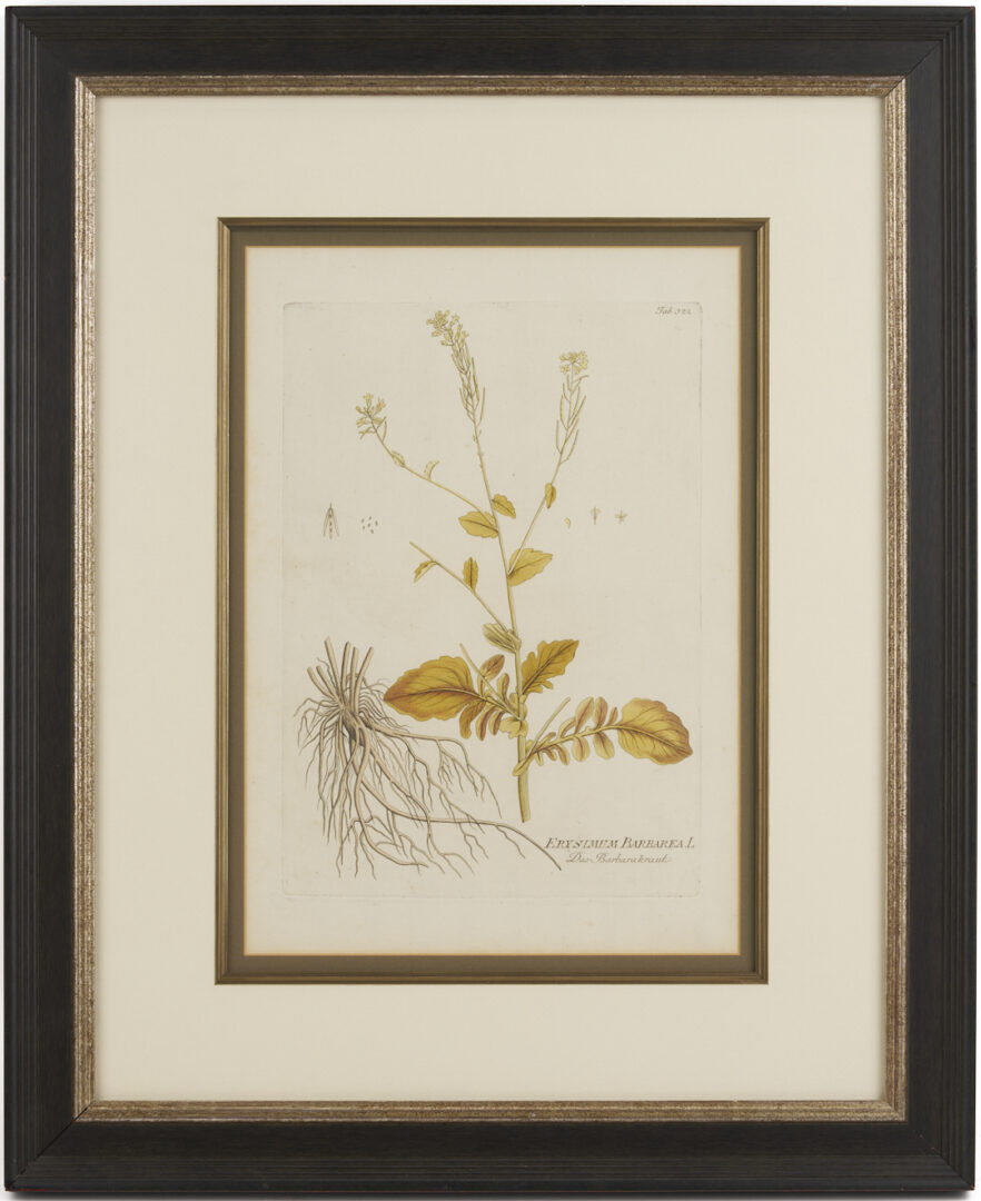 Lot 544: 4 Framed 18th C.  Botanical Prints, J. von Plenck