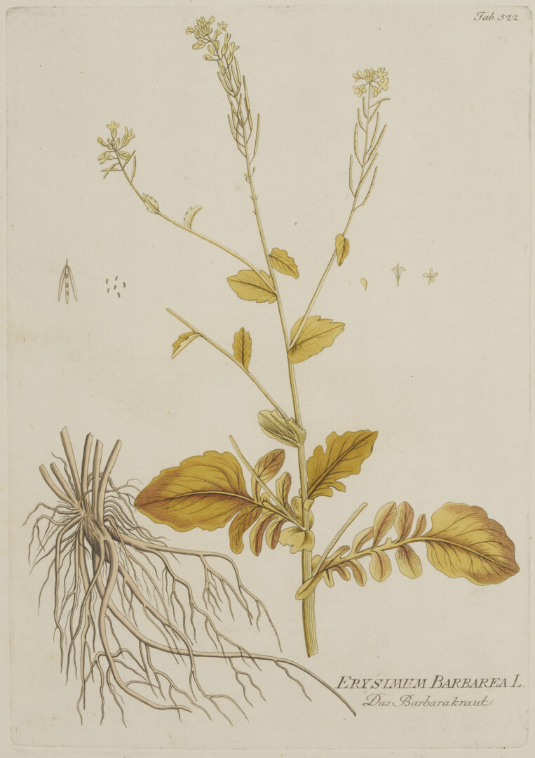 Lot 544: 4 Framed 18th C.  Botanical Prints, J. von Plenck