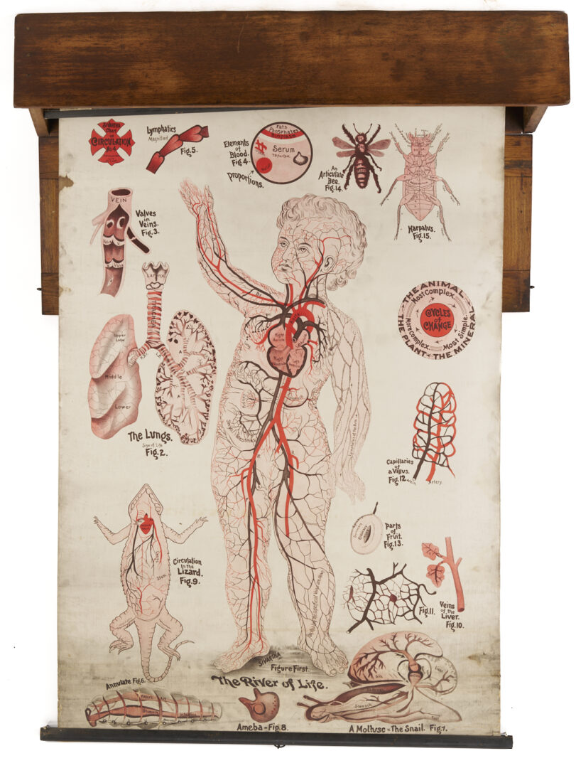 Lot 675: 5 Anatomy or Science Charts in Oak Case