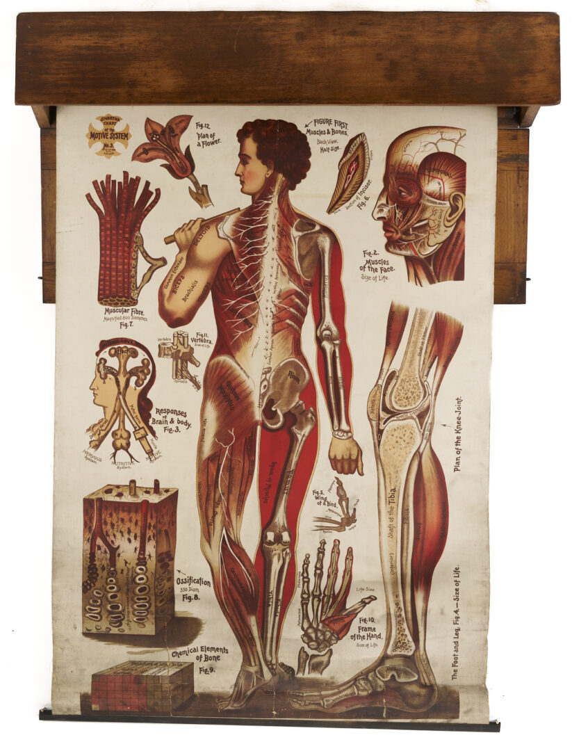 Lot 675: 5 Anatomy or Science Charts in Oak Case