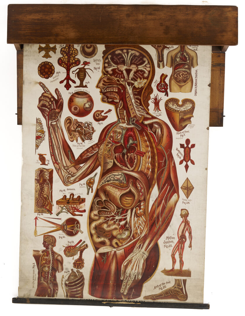 Lot 675: 5 Anatomy or Science Charts in Oak Case