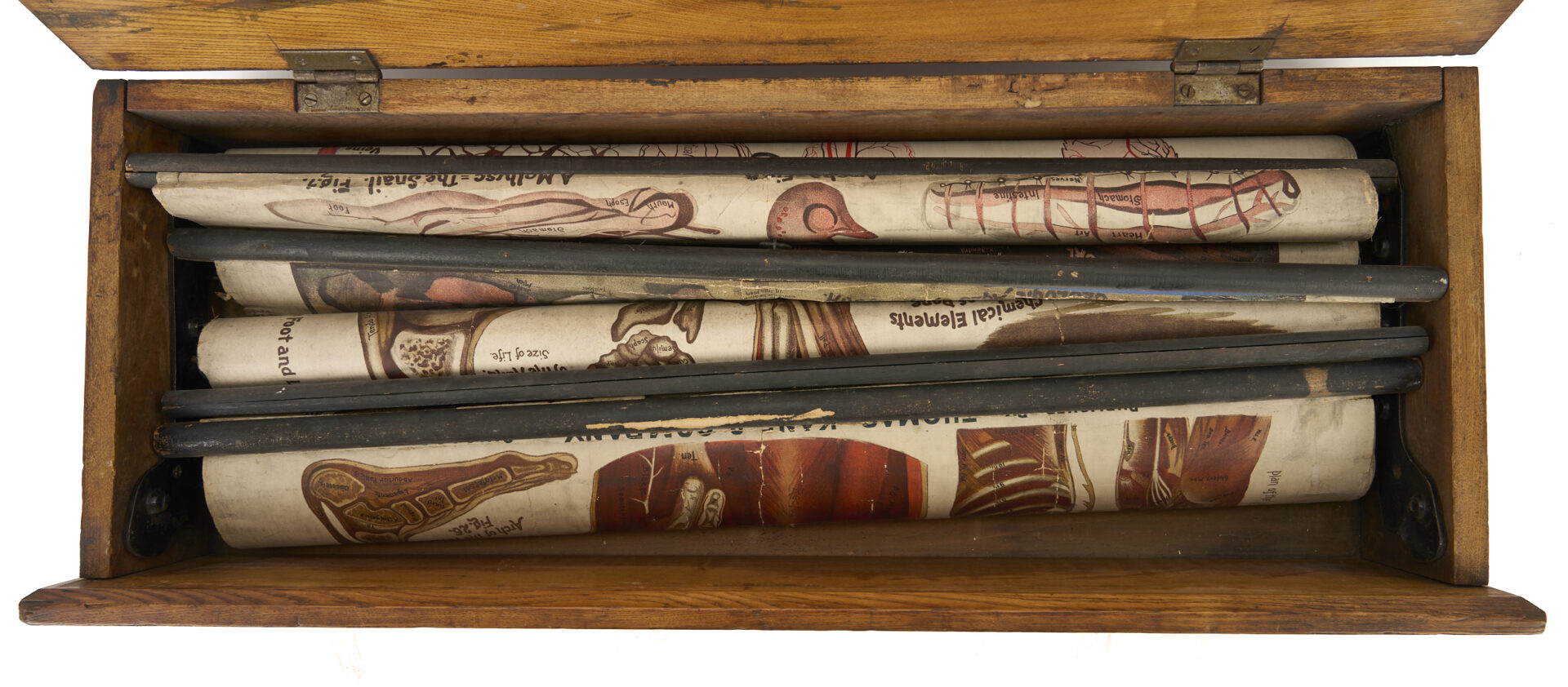 Lot 675: 5 Anatomy or Science Charts in Oak Case