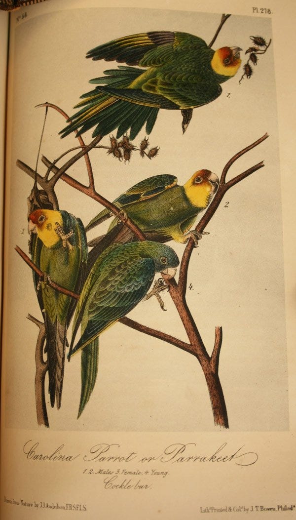 Lot 145: 10 vol. Audubon Octavo Birds of America, Quadruped