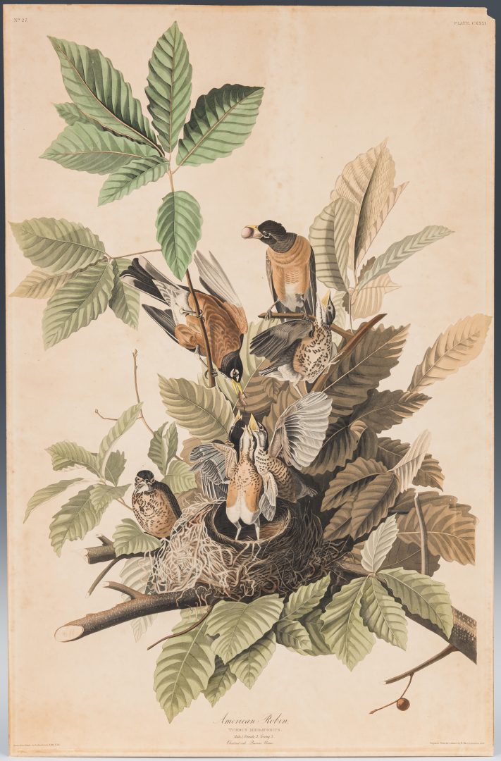 Lot 689: J. Audubon, American Robin, Havell Edition