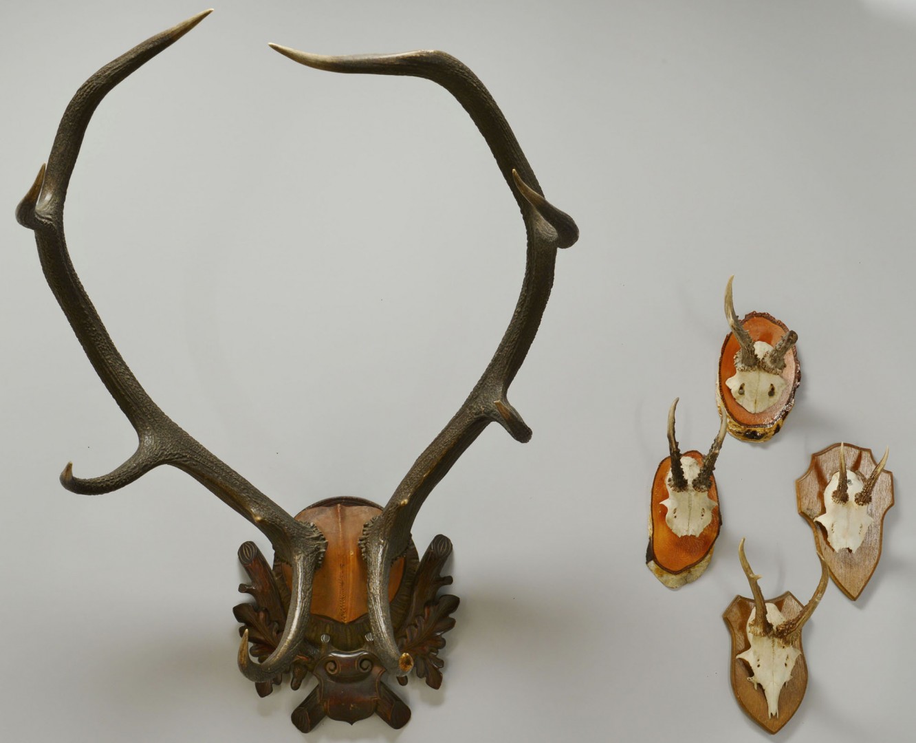 Lot 552: Large Elk antlers and 4 Roebuck Antlers