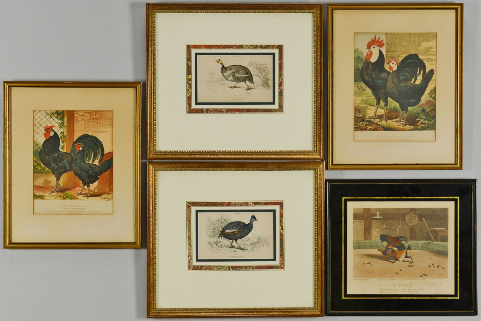Lot 700: Lot of 5 Chicken & Guinea Fowl Prints