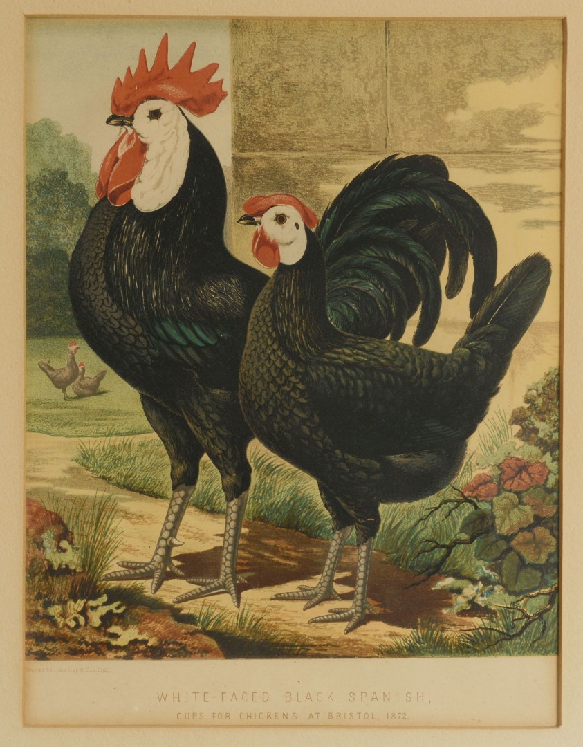 Lot 700: Lot of 5 Chicken & Guinea Fowl Prints