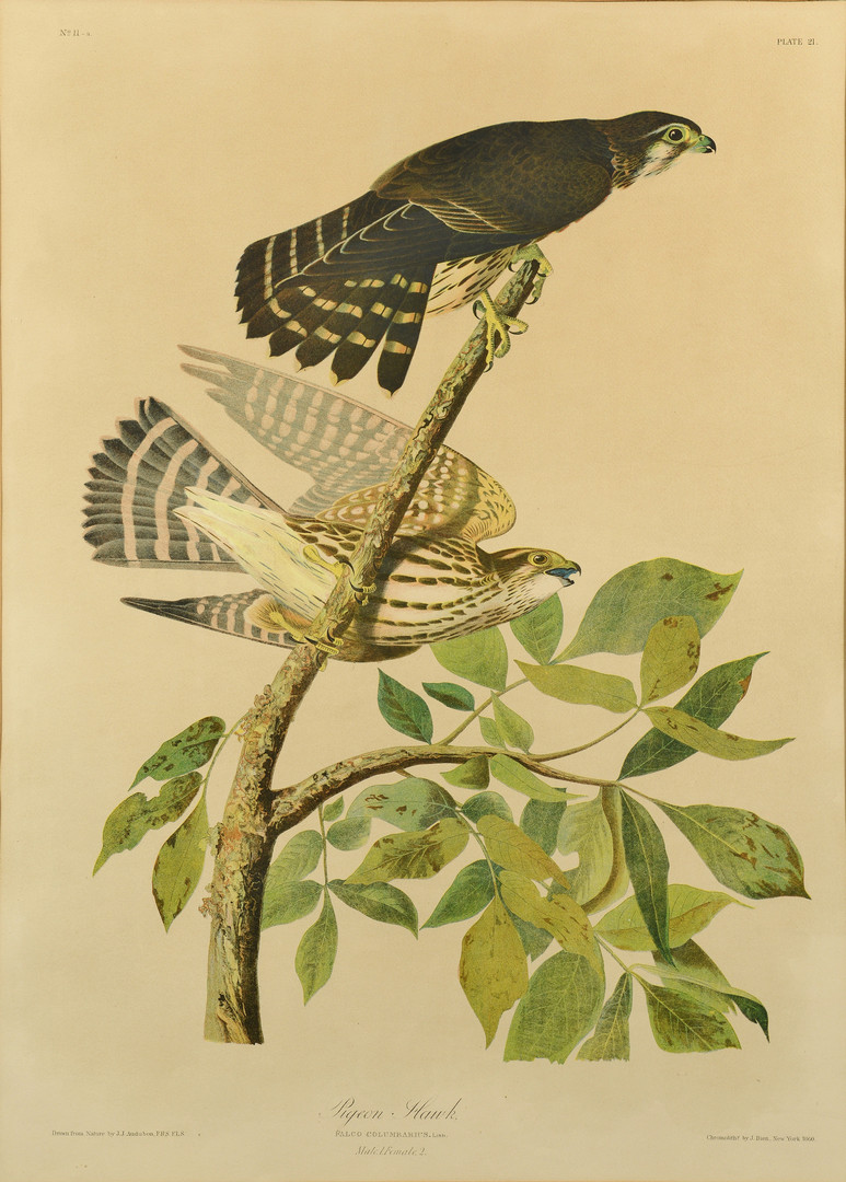 Lot 372: Audubon Chromolithograph by Bien