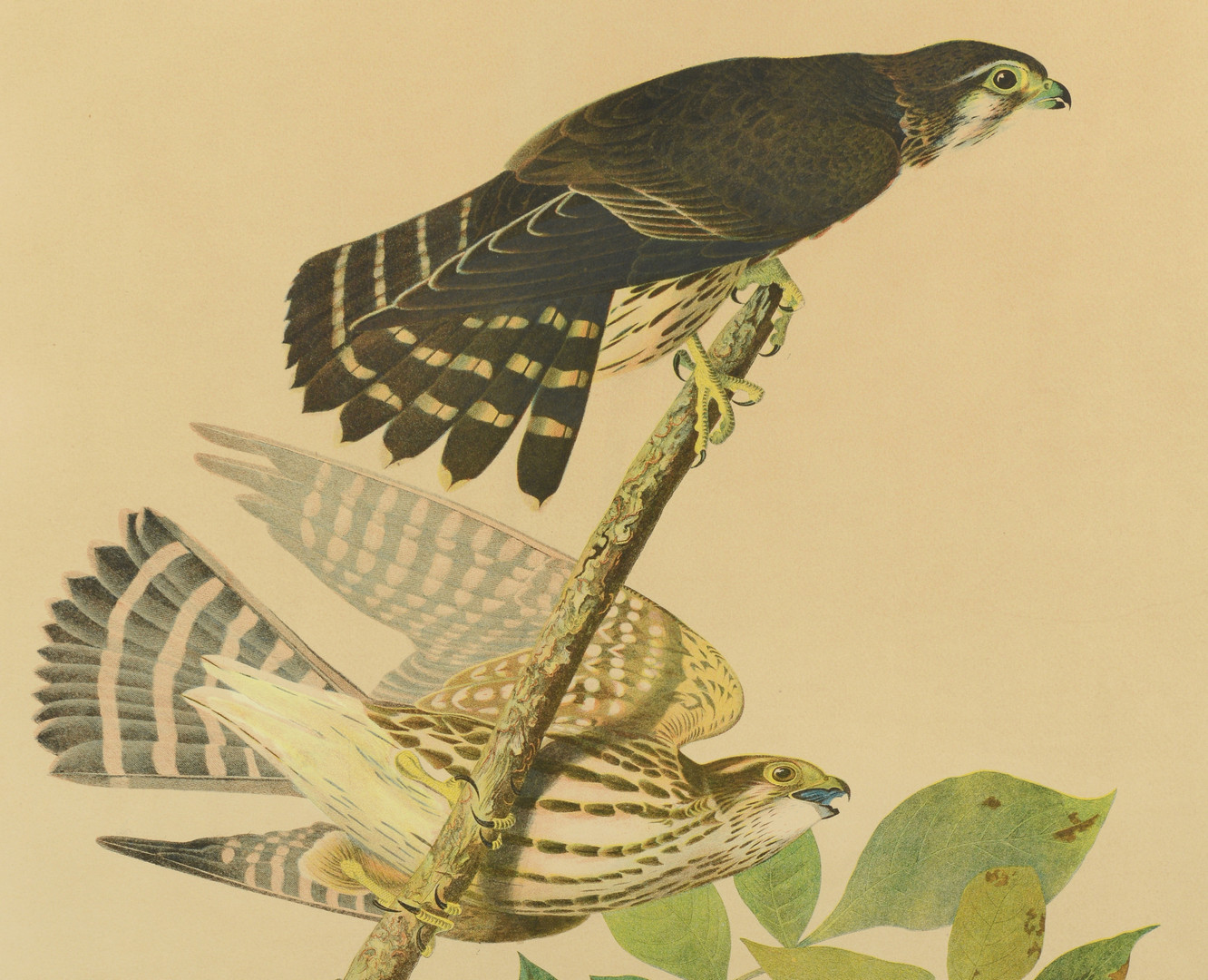 Lot 372: Audubon Chromolithograph by Bien