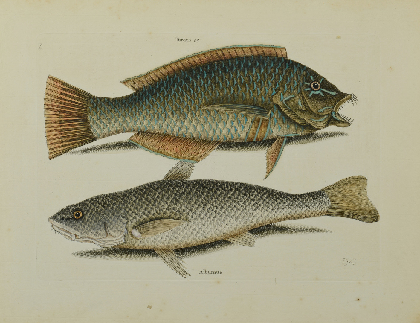 Lot 373: Two Mark Catesby Fish Prints